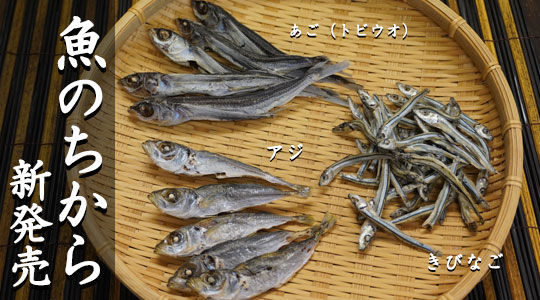 魚のちから