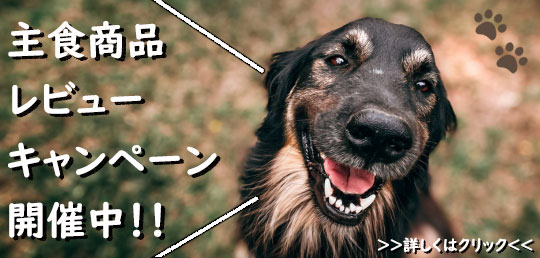 わんわんデー